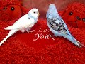 TheBudgieBirds - Totally not a love story