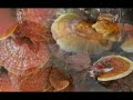 GANODERMA AREQUIPA PERU