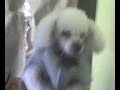 El perro de David