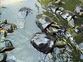 Feeding the turtles at Wat Cheddi Hoļ Feeding the turtles at Wat Cheddi Hoļ