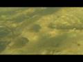 Corydoras1.mpg