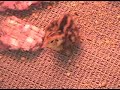 Dan Quail - 2 days old