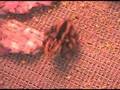 Dan Quail - 2 days old