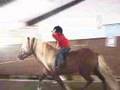 The Riding Lesson -- Icelandic Style
