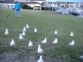 seagulls in bondi beach