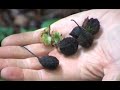 AZ of Bushcraft (P for Plants)