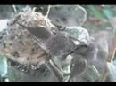 Hummingbird  Nest  Documentary - High Quality