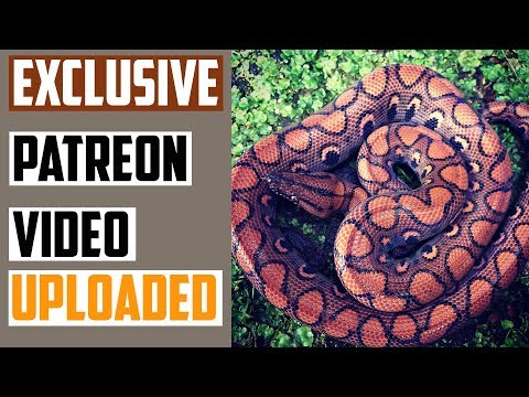 YouTube reptile video