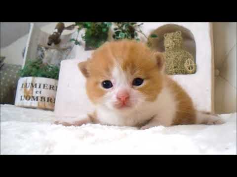 YouTube Preview Image