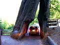 SHRINE DRIVE THRU REDWOOD TREE HOMBOLT COUNTY CALIFORNIA
