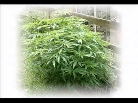 MARY JANE (ILOCANO SONG)