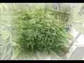 MARY JANE (ILOCANO SONG)