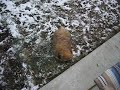 Rambo vs the snow