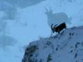 videos de col de l'aiguilette à ski de randonnée