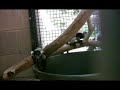 Black & white ruffed lemur babies - Sacramento Zoo