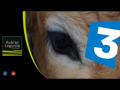 Aubrac. - La naissance de quadruplés de race Aubrac dans une ferme près de Laguiole : un évènement très rare et attendrissant !