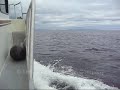 2008 (07) Alaska (Dall Porpoise) TATC