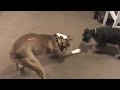 Mack vs Red Dot