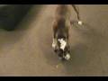 videos de Mack vs Red Dot