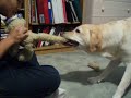 Cody Attacking Stuffied Animal Take II