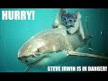 Funny Cats