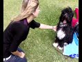 Como amaestrar a un perro?
