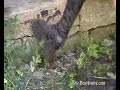 buffalo boots in mud