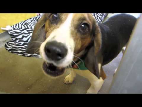 dogs at the holidays - AWANJ.ORG AWAVoorhees.