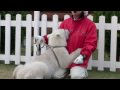 Polar bear cub hugs woman