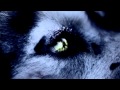 WOLF [trailer]