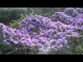 WHAT'S BLOOMING-FALL & WINTER