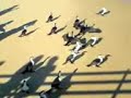 ducks