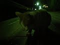 Hungry spanish cats