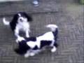 Cavaliers Mike en Apollo spelen in de tuin