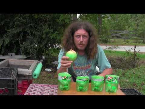how to replant an onion