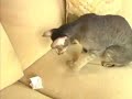 Soft Paws Soft Paws