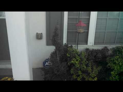 how to fertilize dwarf alberta spruce