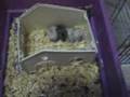 Baby to Teenage Mamsters, & Mum gives birth again!