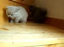 British Shorthair Bigotis cattery kitten