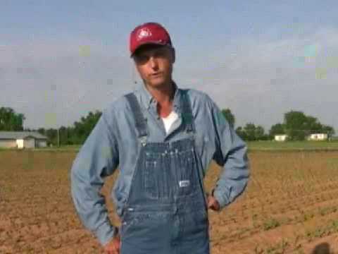 how to replant corn plant