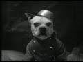 so quiet on the canine front