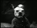 So Quiet On The Canine Front