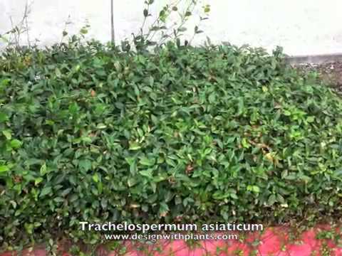 how to trim asiatic jasmine