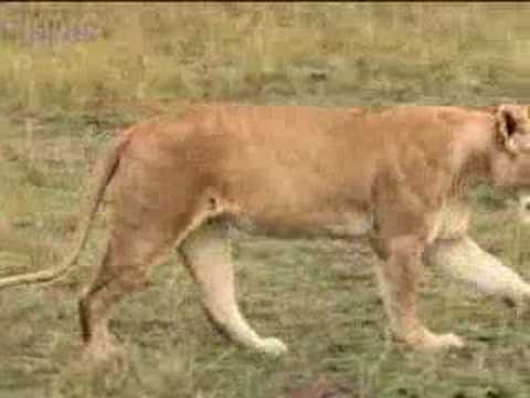 young male lion