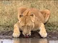 big cat diary: lone lioness