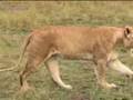 Big Cat Diary: Lone Lioness