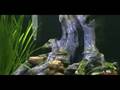 videos de New Fish