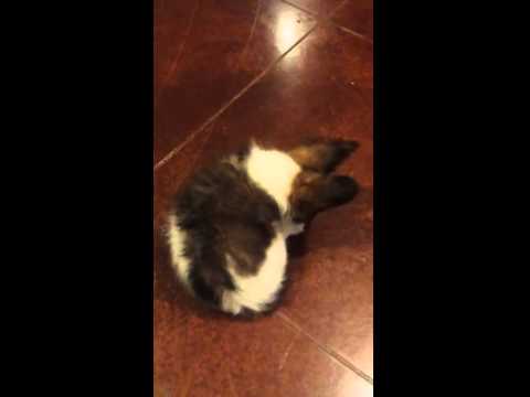 Fluffy Yoda chasing his tail