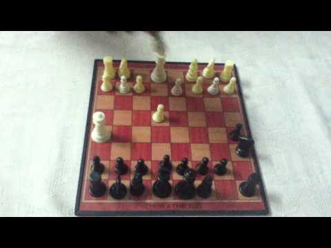 chess candidates 2013