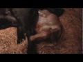 Prima Dona, Percheron mare - Birth & Delivery